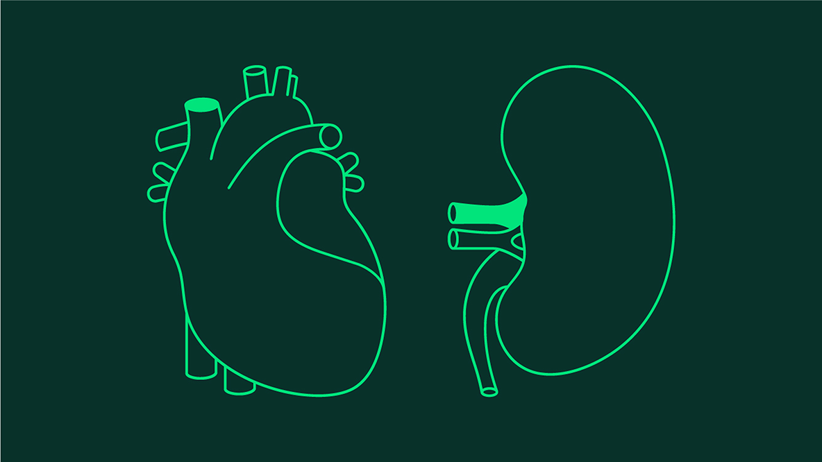 Heart and kidney graphic